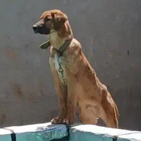 سگ سرابی