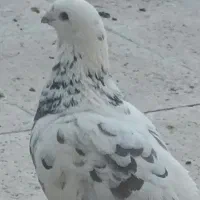 سار دم سبز گمشده