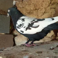 معاوضه