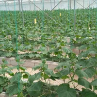 فروش گلخانه دارای مستاجر و درآمد اجاره‌ در ارومیه