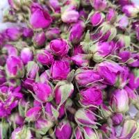 گل محمدی تازه شهمیرزاد