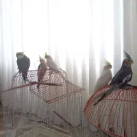 طوطی عروس هلندی