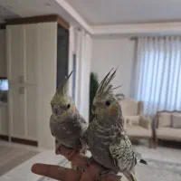 دوعدد عروس هلندی ۶ ماهه