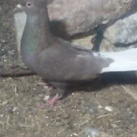 کفتر