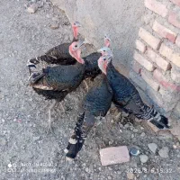 بغلمون خونگی