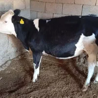 گوساله