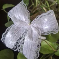 گلسر پاپیونی