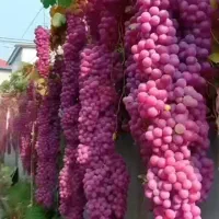 صفر تا 100 باغداری