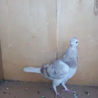 کبوتر زرد.سینه ای. قرسوری