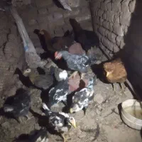 مرغ خروس محلی گلین