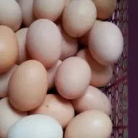 تخم مرغ محلی