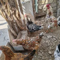 7 مرغ و سه خروس گلین