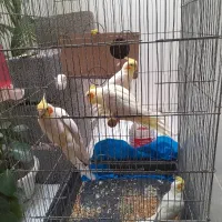 عروس هلندی لوتینو