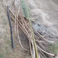 برگ خرما(پیش)