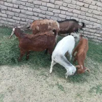 گوسفندفروشی