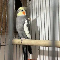 عروس هلندی نر