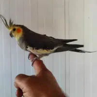 جوجه هلندی