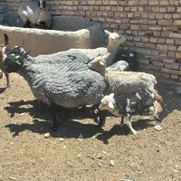 میش رومانوف اصیل چند قلوزا