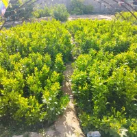 نهال مرکبات