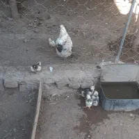 مرغ گلین لری با ۸عدد جوجه گلین قشقایی