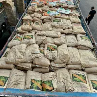 ذرت علوفهای مغان ۷۰۴ ارتام|گل و گیاه طبیعی|کازرون, |دیوار