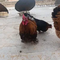 یک جفت کفتر و خروس