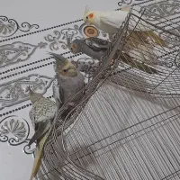 عروس هلندی وطوطی ماده کوتوله