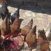 مرغ و خروس سرحال