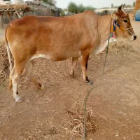 گاو فروشی