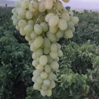 انگور عسگری  درجه یک