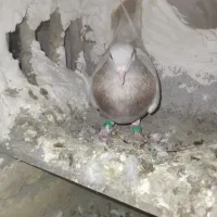 کفتر‌را‌اگه‌خاستی‌با‌یک‌جفت‌طوقی‌پاک‌تاق‌میزنم