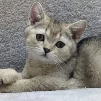 گربه بریتیش ماده