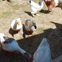 چندعددغوغاز