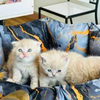 بچه گربه های گارفیلدی واقعی