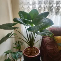 گیاه بابا آدم