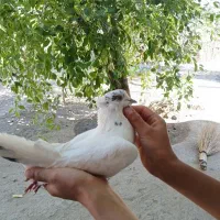 کبوتر