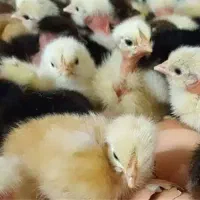 بار جدید جوجه مرغ گردن لخت