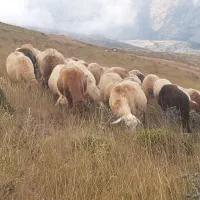 گوسفند پیر