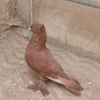 رواعب سرخ تازه بالخ سالم