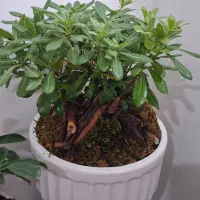 گل میخک هندی و گلدان سرامیکی