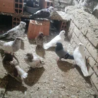 گرگی و سفید فروشی همه