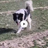 نرگله ای ونگهبان