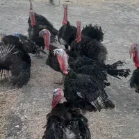 فروش  فروش بوقلمون نر  دانه  ۳۲۰۰