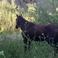 اسب سواری و باری