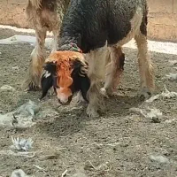 دوعدد بره ماده بختیاری