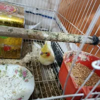 ۴تا عروس هلندی یکیش لوتینو سه تا هم خاکستری