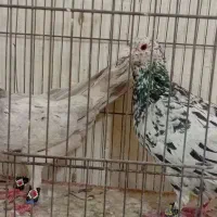کبوتر رنگی پلاکی