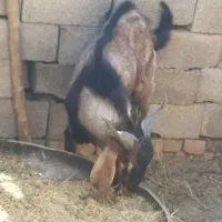 نری