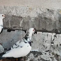 نر و ماده سینه سلیمونی