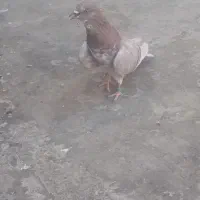 کفتر